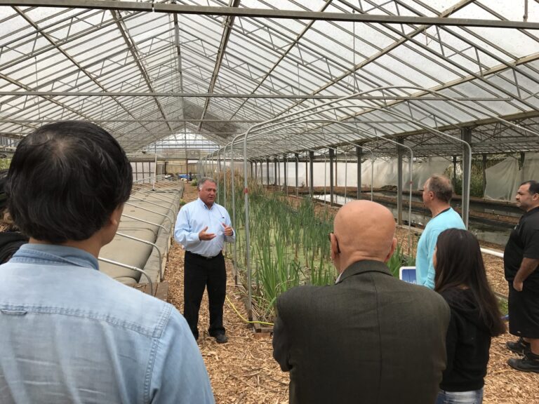 What "Whole Systems Design" Means in Permaculture